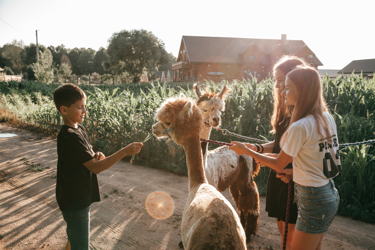 Agroturystyka – dzieci bawiące się z alpakami podczas wakacji z gospodarstwie agroturystycznym